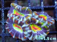 画像2: 【サンゴまとめ買い割引き10％〜20%OFF対象商品】【サンゴ】【通販】【オーストラリア産】カクオオトゲキクメイシ（Ultra/Special Rainbow)（個体販売）No.67（生体）（サンゴ） (2)