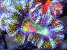 画像1: 【サンゴまとめ買い割引き10％〜20%OFF対象商品】【サンゴ】【通販】【オーストラリア産】カクオオトゲキクメイシ（Ultra/Special Rainbow)（個体販売）No.68（生体）（サンゴ） (1)