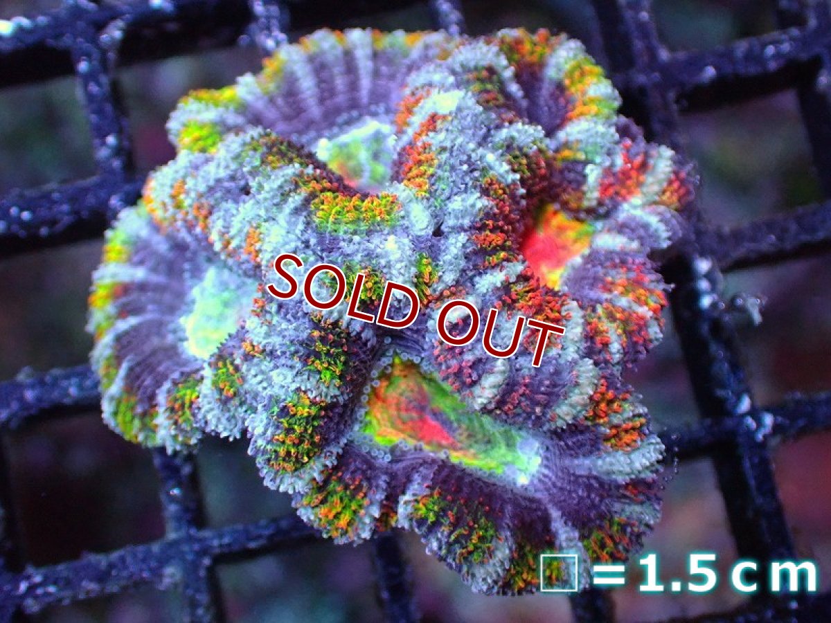 画像2: 【サンゴ】【通販】【オーストラリア産】カクオオトゲキクメイシ（Ultra/Special Rainbow)（個体販売）No.68（生体）（サンゴ） (2)