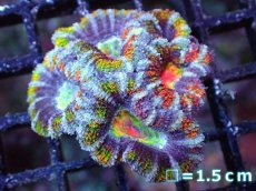 画像2: 【サンゴまとめ買い割引き10％〜20%OFF対象商品】【サンゴ】【通販】【オーストラリア産】カクオオトゲキクメイシ（Ultra/Special Rainbow)（個体販売）No.68（生体）（サンゴ） (2)