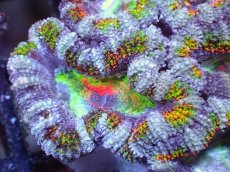 画像1: 【サンゴまとめ買い割引き10％〜20%OFF対象商品】【サンゴ】【通販】【オーストラリア産】カクオオトゲキクメイシ（Ultra/Special Rainbow)（個体販売）No.69（生体）（サンゴ） (1)