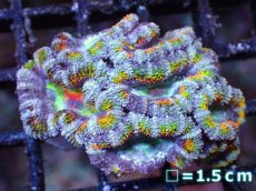 画像2: 【サンゴまとめ買い割引き10％〜20%OFF対象商品】【サンゴ】【通販】【オーストラリア産】カクオオトゲキクメイシ（Ultra/Special Rainbow)（個体販売）No.69（生体）（サンゴ） (2)