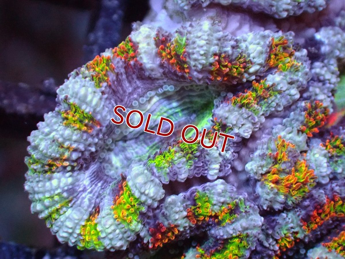 画像1: 【サンゴまとめ買い割引き10％〜20%OFF対象商品】 【サンゴ】【通販】【オーストラリア産】カクオオトゲキクメイシ（Ultra/Special Rainbow)（個体販売）No.70（生体）（サンゴ） (1)