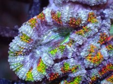 画像1: 【サンゴまとめ買い割引き10％〜20%OFF対象商品】【サンゴ】【通販】【オーストラリア産】カクオオトゲキクメイシ（Ultra/Special Rainbow)（個体販売）No.70（生体）（サンゴ） (1)