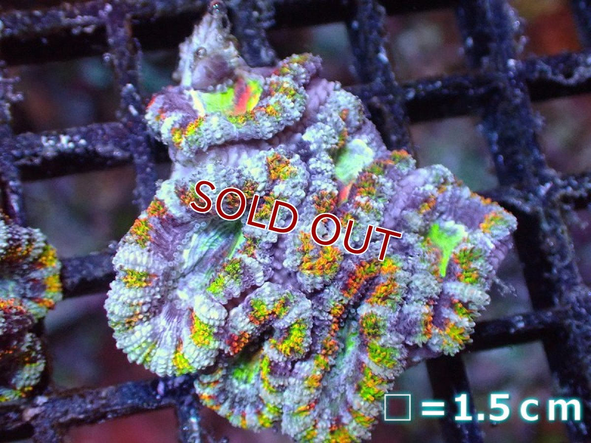 画像2: 【サンゴまとめ買い割引き10％〜20%OFF対象商品】 【サンゴ】【通販】【オーストラリア産】カクオオトゲキクメイシ（Ultra/Special Rainbow)（個体販売）No.70（生体）（サンゴ） (2)