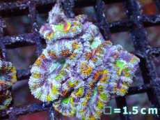 画像2: 【サンゴまとめ買い割引き10％〜20%OFF対象商品】【サンゴ】【通販】【オーストラリア産】カクオオトゲキクメイシ（Ultra/Special Rainbow)（個体販売）No.70（生体）（サンゴ） (2)