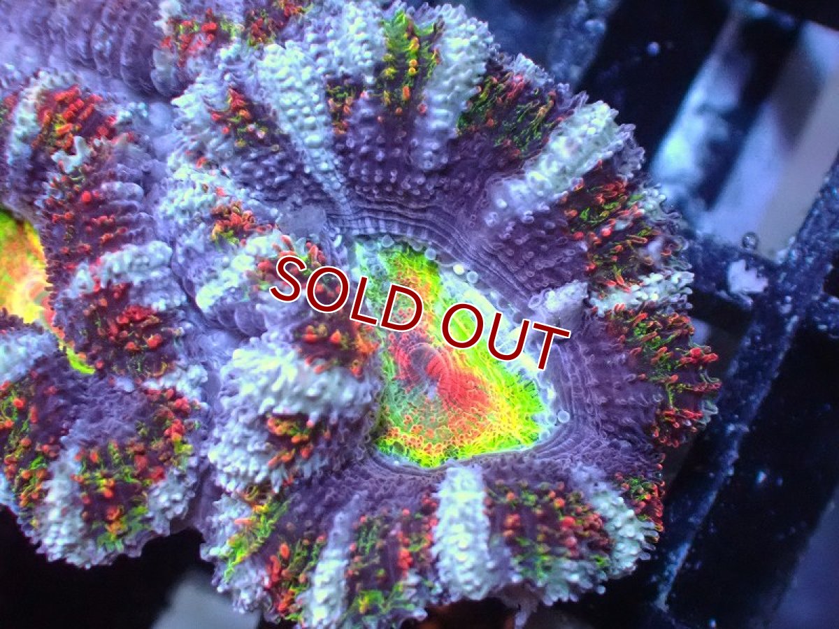 画像1: 【サンゴ】【通販】【オーストラリア産】カクオオトゲキクメイシ（Ultra/Special Rainbow)（個体販売）No.71（生体）（サンゴ） (1)