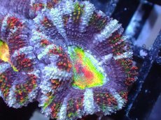 画像1: 【サンゴ】【通販】【オーストラリア産】カクオオトゲキクメイシ（Ultra/Special Rainbow)（個体販売）No.71（生体）（サンゴ） (1)