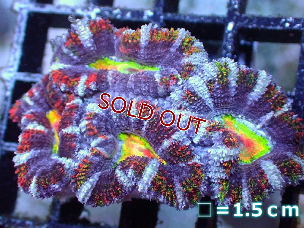 画像2: 【サンゴ】【通販】【オーストラリア産】カクオオトゲキクメイシ（Ultra/Special Rainbow)（個体販売）No.71（生体）（サンゴ） (2)