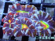 画像2: 【サンゴ】【通販】【オーストラリア産】カクオオトゲキクメイシ（Ultra/Special Rainbow)（個体販売）No.71（生体）（サンゴ） (2)