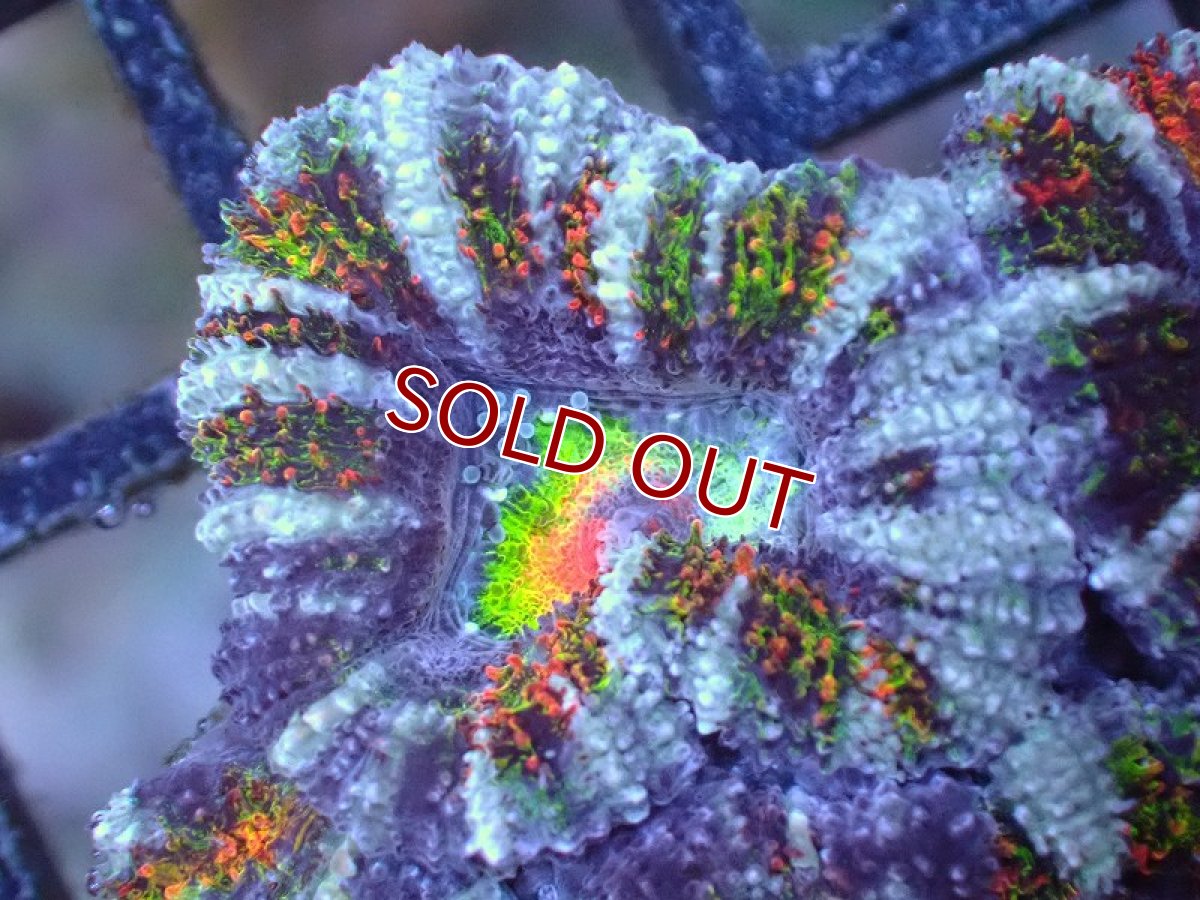 画像1: 【サンゴ】【通販】【オーストラリア産】カクオオトゲキクメイシ（Ultra/Special Rainbow)（個体販売）No.72（生体）（サンゴ） (1)