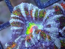 画像1: 【サンゴまとめ買い割引き10％〜20%OFF対象商品】【サンゴ】【通販】【オーストラリア産】カクオオトゲキクメイシ（Ultra/Special Rainbow)（個体販売）No.72（生体）（サンゴ） (1)