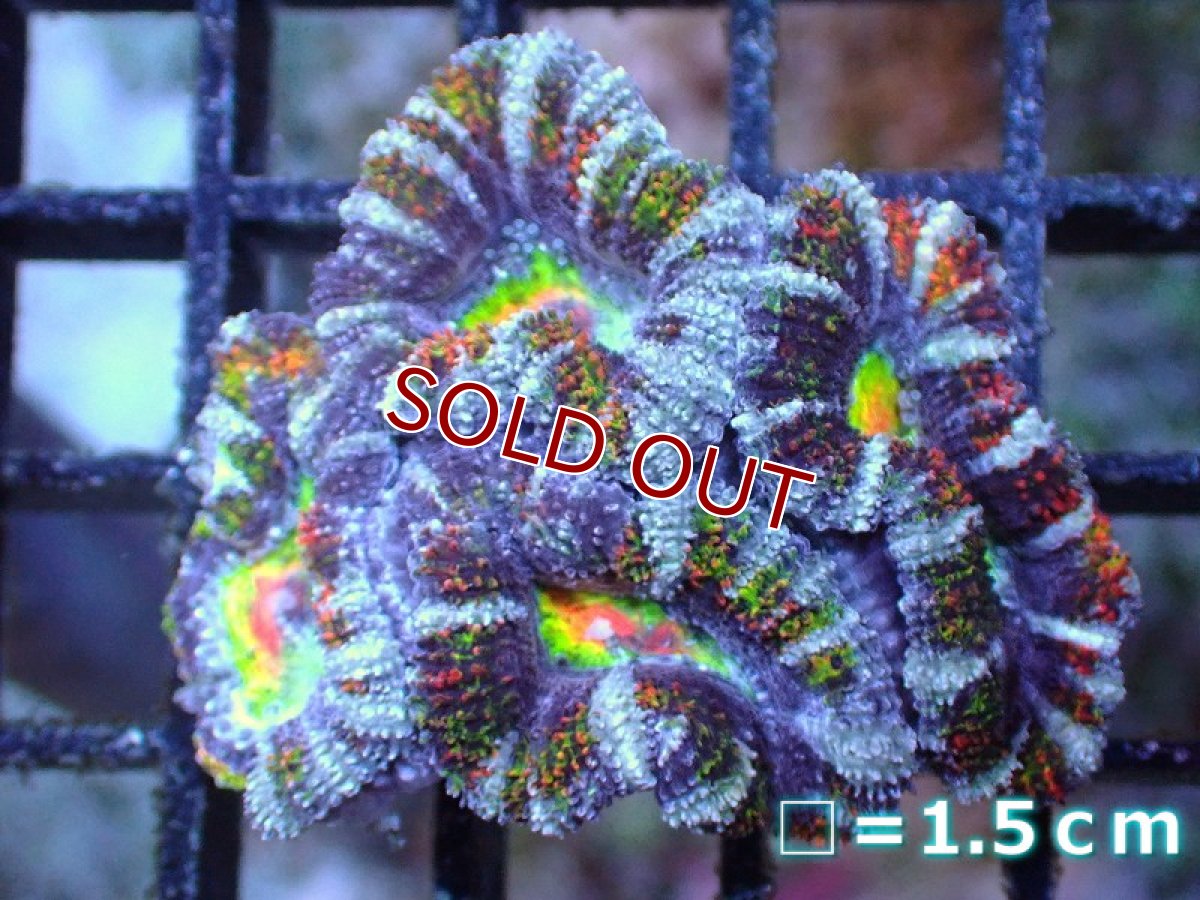 画像2: 【サンゴ】【通販】【オーストラリア産】カクオオトゲキクメイシ（Ultra/Special Rainbow)（個体販売）No.72（生体）（サンゴ） (2)