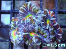 画像2: 【サンゴまとめ買い割引き10％〜20%OFF対象商品】【サンゴ】【通販】【オーストラリア産】カクオオトゲキクメイシ（Ultra/Special Rainbow)（個体販売）No.72（生体）（サンゴ） (2)