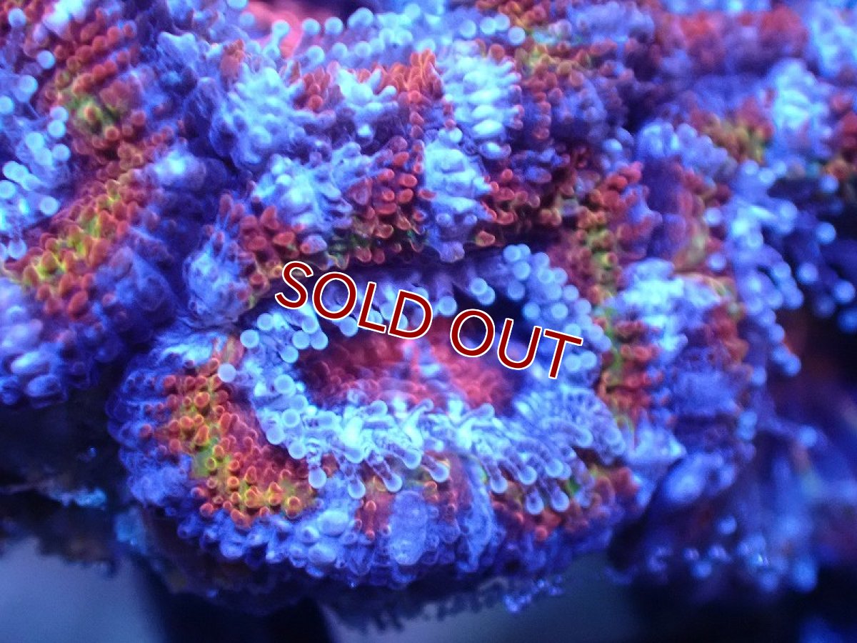 画像1: 【サンゴまとめ買い割引き10％〜20%OFF対象商品】 【サンゴ】【通販】【オーストラリア産】カクオオトゲキクメイシ（Ultra Grade)（個体販売）No.73（生体）（サンゴ） (1)