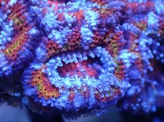 画像1: 【サンゴまとめ買い割引き10％〜20%OFF対象商品】【サンゴ】【通販】【オーストラリア産】カクオオトゲキクメイシ（Ultra Grade)（個体販売）No.73（生体）（サンゴ） (1)