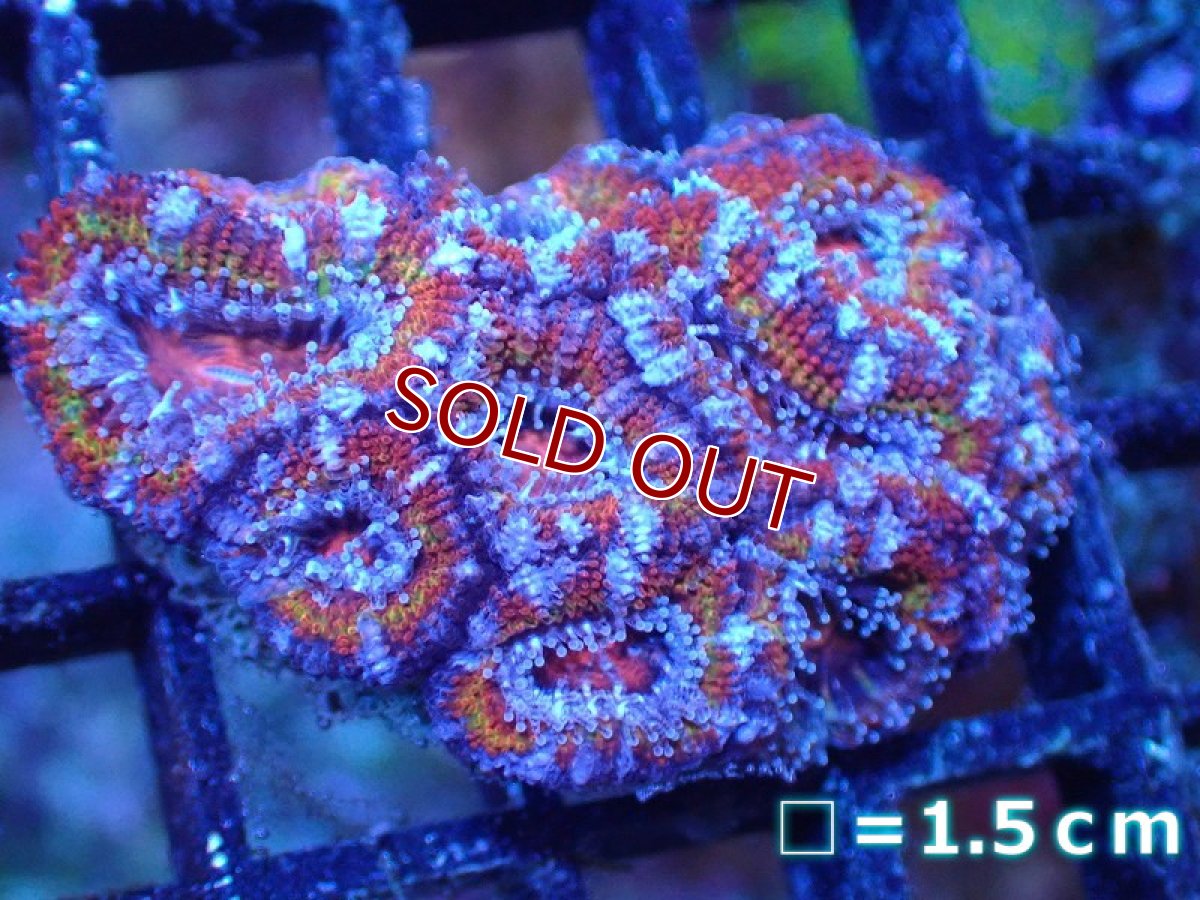 画像2: 【サンゴまとめ買い割引き10％〜20%OFF対象商品】 【サンゴ】【通販】【オーストラリア産】カクオオトゲキクメイシ（Ultra Grade)（個体販売）No.73（生体）（サンゴ） (2)