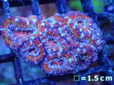 画像2: 【サンゴまとめ買い割引き10％〜20%OFF対象商品】【サンゴ】【通販】【オーストラリア産】カクオオトゲキクメイシ（Ultra Grade)（個体販売）No.73（生体）（サンゴ） (2)