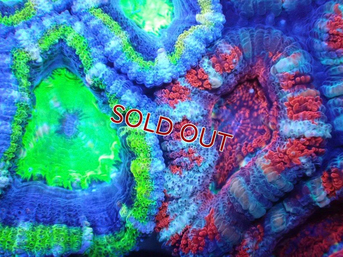 画像1: 【サンゴ】【通販】【オーストラリア産】カクオオトゲキクメイシ（Ultra/Two Colors)（個体販売）No.74（生体）（サンゴ） (1)