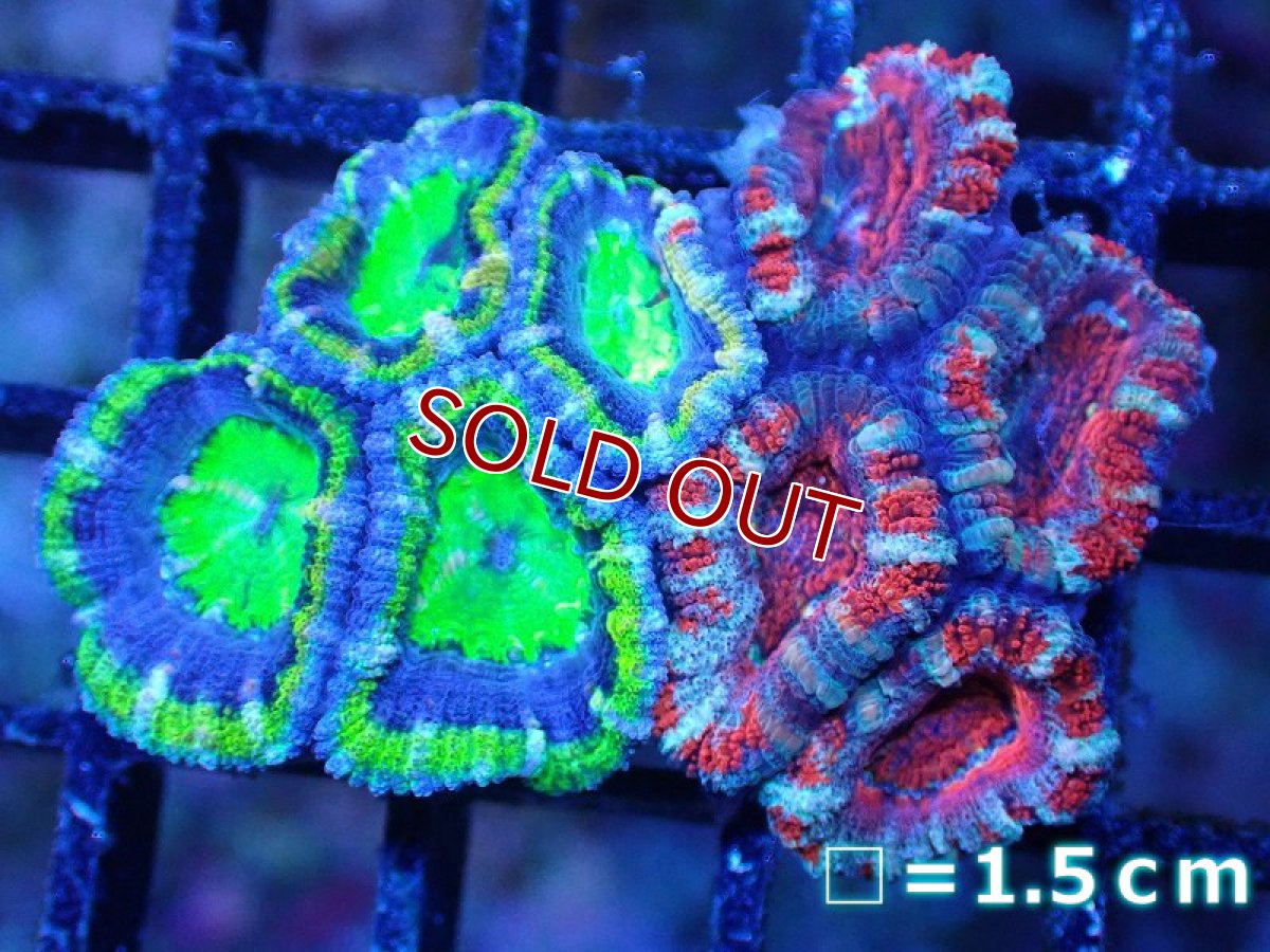 画像2: 【サンゴ】【通販】【オーストラリア産】カクオオトゲキクメイシ（Ultra/Two Colors)（個体販売）No.74（生体）（サンゴ） (2)