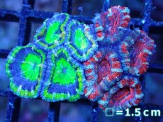 画像2: 【サンゴまとめ買い割引き10％〜20%OFF対象商品】【サンゴ】【通販】【オーストラリア産】カクオオトゲキクメイシ（Ultra/Two Colors)（個体販売）No.74（生体）（サンゴ） (2)