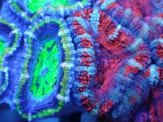 画像1: 【サンゴまとめ買い割引き10％〜20%OFF対象商品】【サンゴ】【通販】【オーストラリア産】カクオオトゲキクメイシ（Ultra/Two Colors)（個体販売）No.75（生体）（サンゴ） (1)