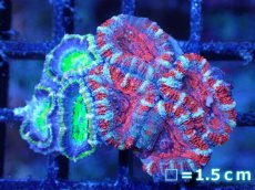 画像2: 【サンゴまとめ買い割引き10％〜20%OFF対象商品】【サンゴ】【通販】【オーストラリア産】カクオオトゲキクメイシ（Ultra/Two Colors)（個体販売）No.75（生体）（サンゴ） (2)