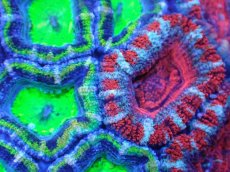 画像1: 【サンゴまとめ買い割引き10％〜20%OFF対象商品】【サンゴ】【通販】【オーストラリア産】カクオオトゲキクメイシ（Ultra/Two Colors)（個体販売）No.76（生体）（サンゴ） (1)