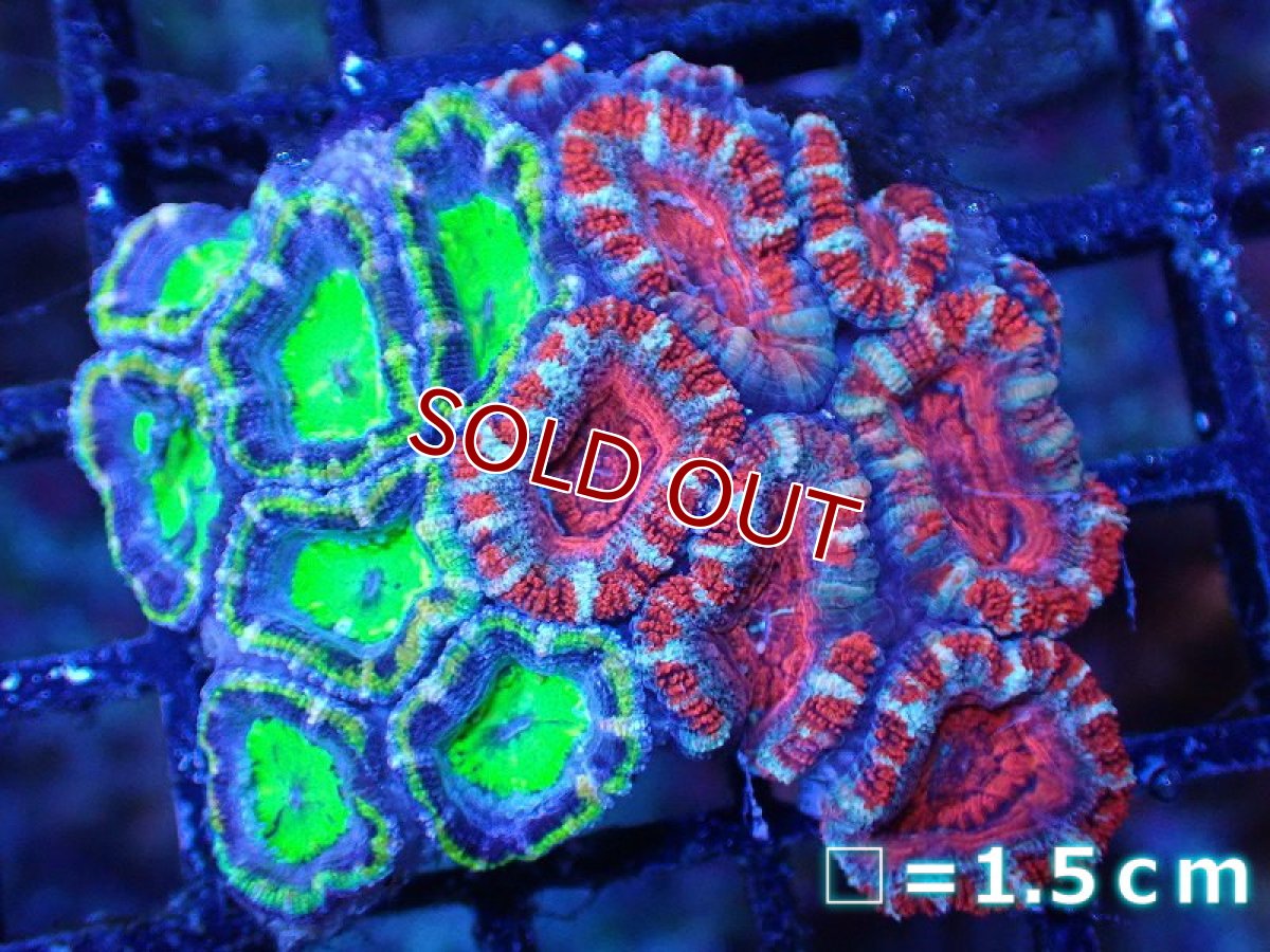 画像2: 【サンゴ】【通販】【オーストラリア産】カクオオトゲキクメイシ（Ultra/Two Colors)（個体販売）No.76（生体）（サンゴ） (2)