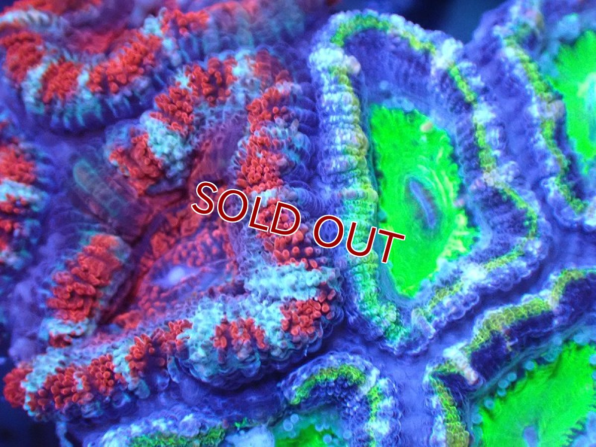 画像1: 【サンゴ】【通販】【オーストラリア産】カクオオトゲキクメイシ（Ultra/Two Colors)（個体販売）No.77（生体）（サンゴ） (1)