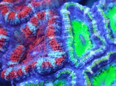 画像1: 【サンゴまとめ買い割引き10％〜20%OFF対象商品】【サンゴ】【通販】【オーストラリア産】カクオオトゲキクメイシ（Ultra/Two Colors)（個体販売）No.77（生体）（サンゴ） (1)