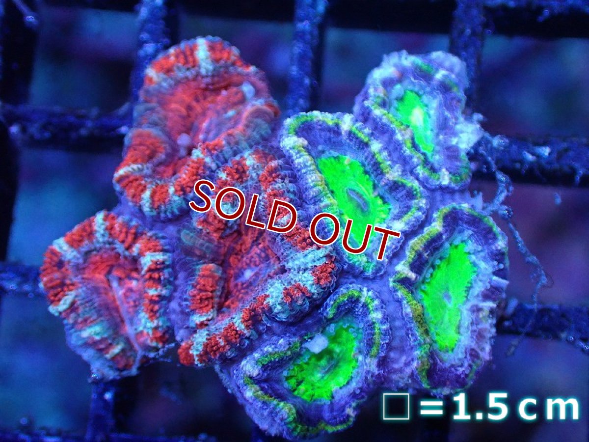 画像2: 【サンゴ】【通販】【オーストラリア産】カクオオトゲキクメイシ（Ultra/Two Colors)（個体販売）No.77（生体）（サンゴ） (2)