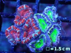 画像2: 【サンゴまとめ買い割引き10％〜20%OFF対象商品】【サンゴ】【通販】【オーストラリア産】カクオオトゲキクメイシ（Ultra/Two Colors)（個体販売）No.77（生体）（サンゴ） (2)