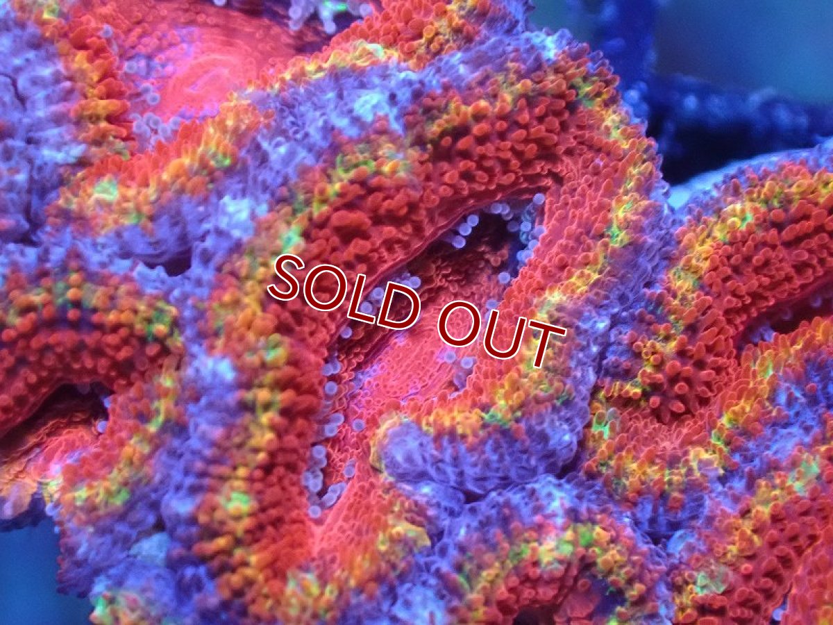 画像1: 【サンゴまとめ買い割引き10％〜20%OFF対象商品】 【サンゴ】【通販】【オーストラリア産】カクオオトゲキクメイシ（Ultra Grade)（個体販売）No.78（生体）（サンゴ） (1)