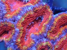 画像1: 【サンゴまとめ買い割引き10％〜20%OFF対象商品】【サンゴ】【通販】【オーストラリア産】カクオオトゲキクメイシ（Ultra Grade)（個体販売）No.78（生体）（サンゴ） (1)