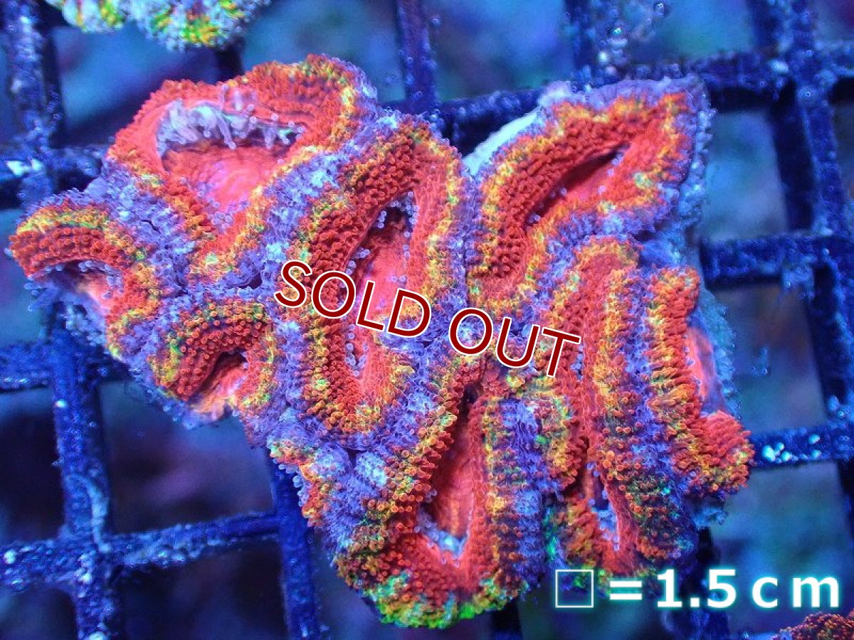 画像2: 【サンゴまとめ買い割引き10％〜20%OFF対象商品】 【サンゴ】【通販】【オーストラリア産】カクオオトゲキクメイシ（Ultra Grade)（個体販売）No.78（生体）（サンゴ） (2)