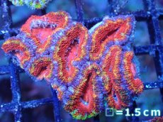 画像2: 【サンゴまとめ買い割引き10％〜20%OFF対象商品】【サンゴ】【通販】【オーストラリア産】カクオオトゲキクメイシ（Ultra Grade)（個体販売）No.78（生体）（サンゴ） (2)