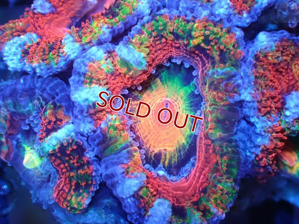 画像1: 【サンゴ】【通販】【オーストラリア産】カクオオトゲキクメイシ（Ultra/Special Rainbow)（個体販売）No.79（生体）（サンゴ） (1)