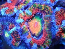 画像1: 【サンゴ】【通販】【オーストラリア産】カクオオトゲキクメイシ（Ultra/Special Rainbow)（個体販売）No.79（生体）（サンゴ） (1)