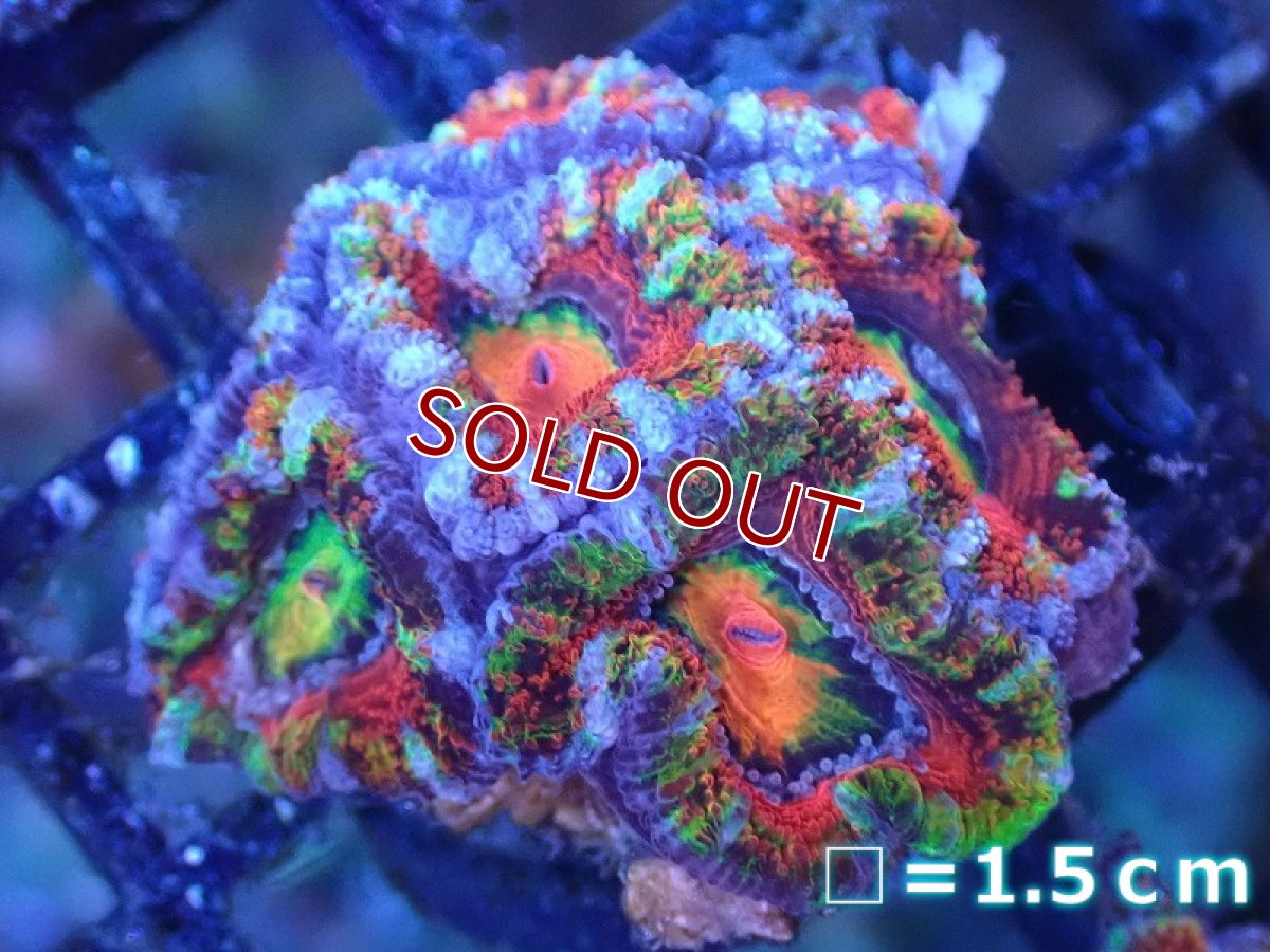 画像2: 【サンゴ】【通販】【オーストラリア産】カクオオトゲキクメイシ（Ultra/Special Rainbow)（個体販売）No.79（生体）（サンゴ） (2)