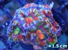 画像2: 【サンゴ】【通販】【オーストラリア産】カクオオトゲキクメイシ（Ultra/Special Rainbow)（個体販売）No.79（生体）（サンゴ） (2)