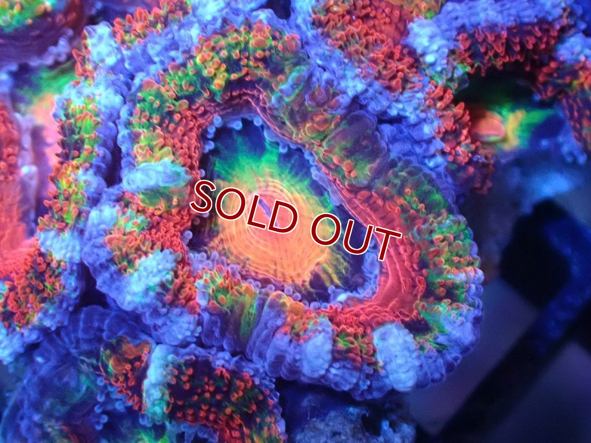 画像1: 【サンゴ】【通販】【オーストラリア産】カクオオトゲキクメイシ（Ultra/Special Rainbow)（個体販売）No.80（生体）（サンゴ） (1)