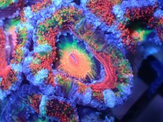 画像1: 【サンゴまとめ買い割引き10％〜20%OFF対象商品】【サンゴ】【通販】【オーストラリア産】カクオオトゲキクメイシ（Ultra/Special Rainbow)（個体販売）No.80（生体）（サンゴ） (1)