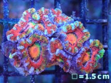 画像2: 【サンゴまとめ買い割引き10％〜20%OFF対象商品】【サンゴ】【通販】【オーストラリア産】カクオオトゲキクメイシ（Ultra/Special Rainbow)（個体販売）No.80（生体）（サンゴ） (2)