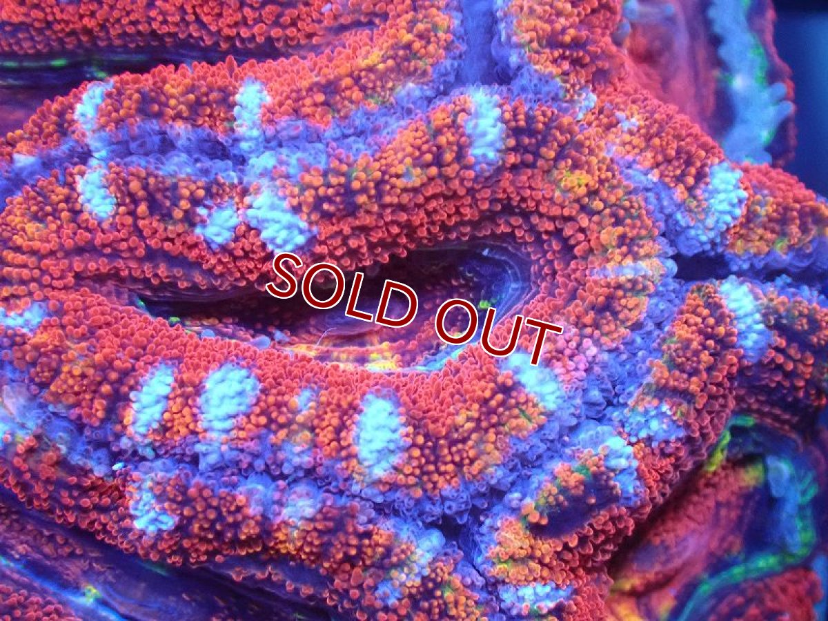 画像1: 【サンゴ】【通販】【オーストラリア産】カクオオトゲキクメイシ（Ultra Grade)（個体販売）No.81（生体）（サンゴ） (1)