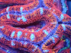 画像1: 【サンゴ】【通販】【オーストラリア産】カクオオトゲキクメイシ（Ultra Grade)（個体販売）No.81（生体）（サンゴ） (1)