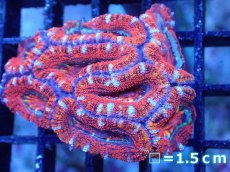 画像2: 【サンゴ】【通販】【オーストラリア産】カクオオトゲキクメイシ（Ultra Grade)（個体販売）No.81（生体）（サンゴ） (2)