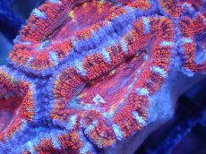 画像1: 【サンゴまとめ買い割引き10％〜20%OFF対象商品】【サンゴ】【通販】【オーストラリア産】カクオオトゲキクメイシ（Ultra Grade)（個体販売）No.82（生体）（サンゴ） (1)