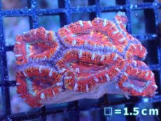 画像2: 【サンゴまとめ買い割引き10％〜20%OFF対象商品】【サンゴ】【通販】【オーストラリア産】カクオオトゲキクメイシ（Ultra Grade)（個体販売）No.82（生体）（サンゴ） (2)