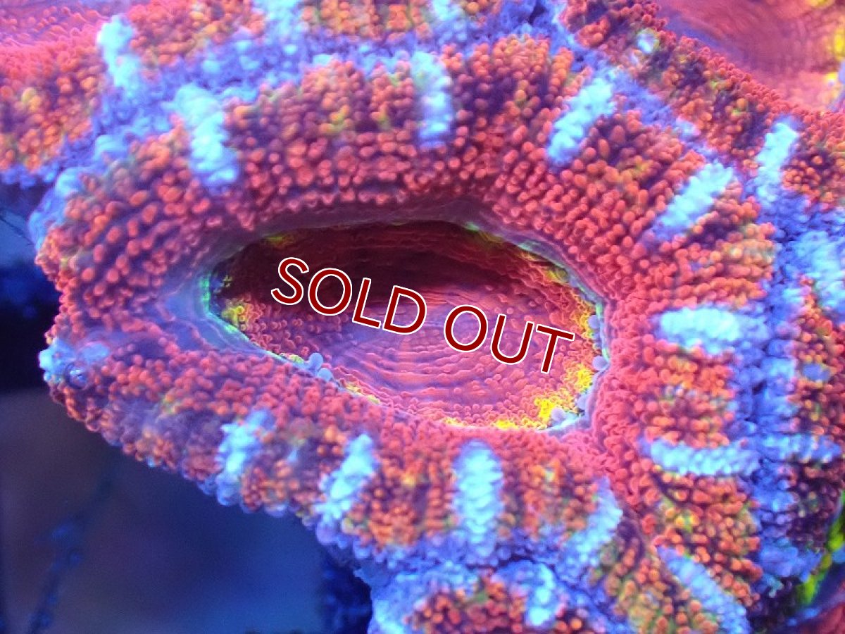 画像1: 【サンゴまとめ買い割引き10％〜20%OFF対象商品】 【サンゴ】【通販】【オーストラリア産】カクオオトゲキクメイシ（Ultra Grade)（個体販売）No.83（生体）（サンゴ） (1)